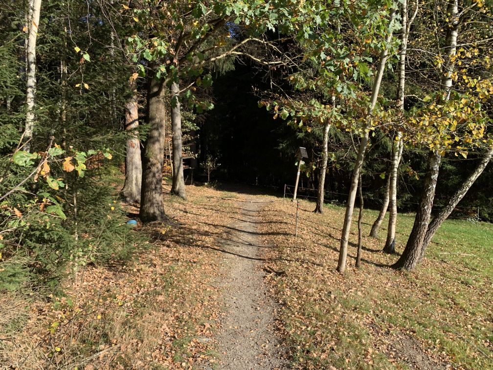 Weg zwischen Waldrand und Weide zu einer Gabelung