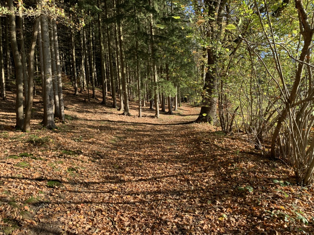 Laubiger Weg durch Herbstwald