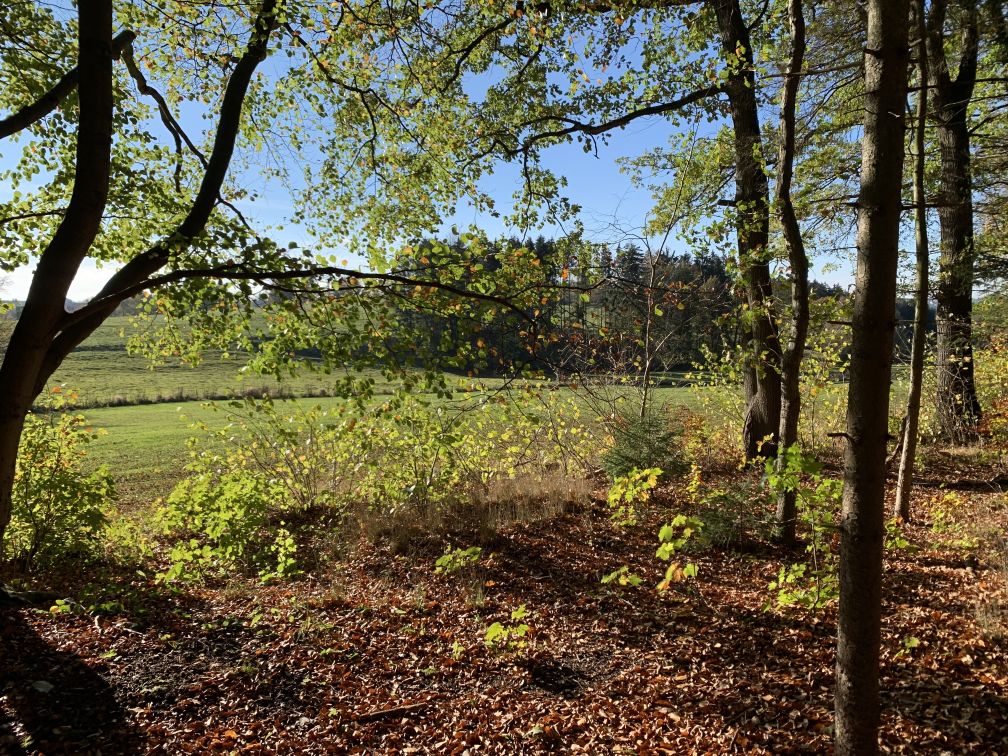 Bume mit grnen sten ber Herbstlaub vor Wiese