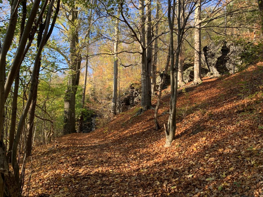 Lesní cesta pokrytá listím na svahu se skalami.