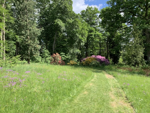 Wald und Wiese. In der Mitte ein Busch.