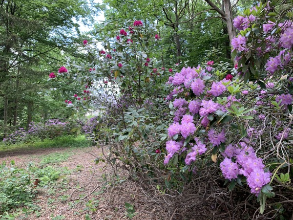 Blühende Rhododendronbüsche im Wald