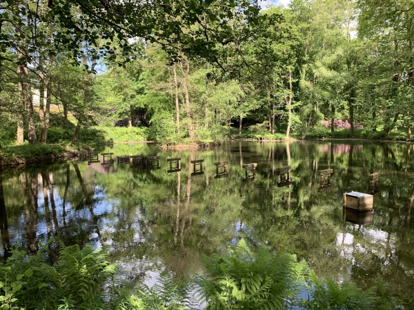 Teich im Wald. Bume spiegeln sich auf der Wasseroberflche.