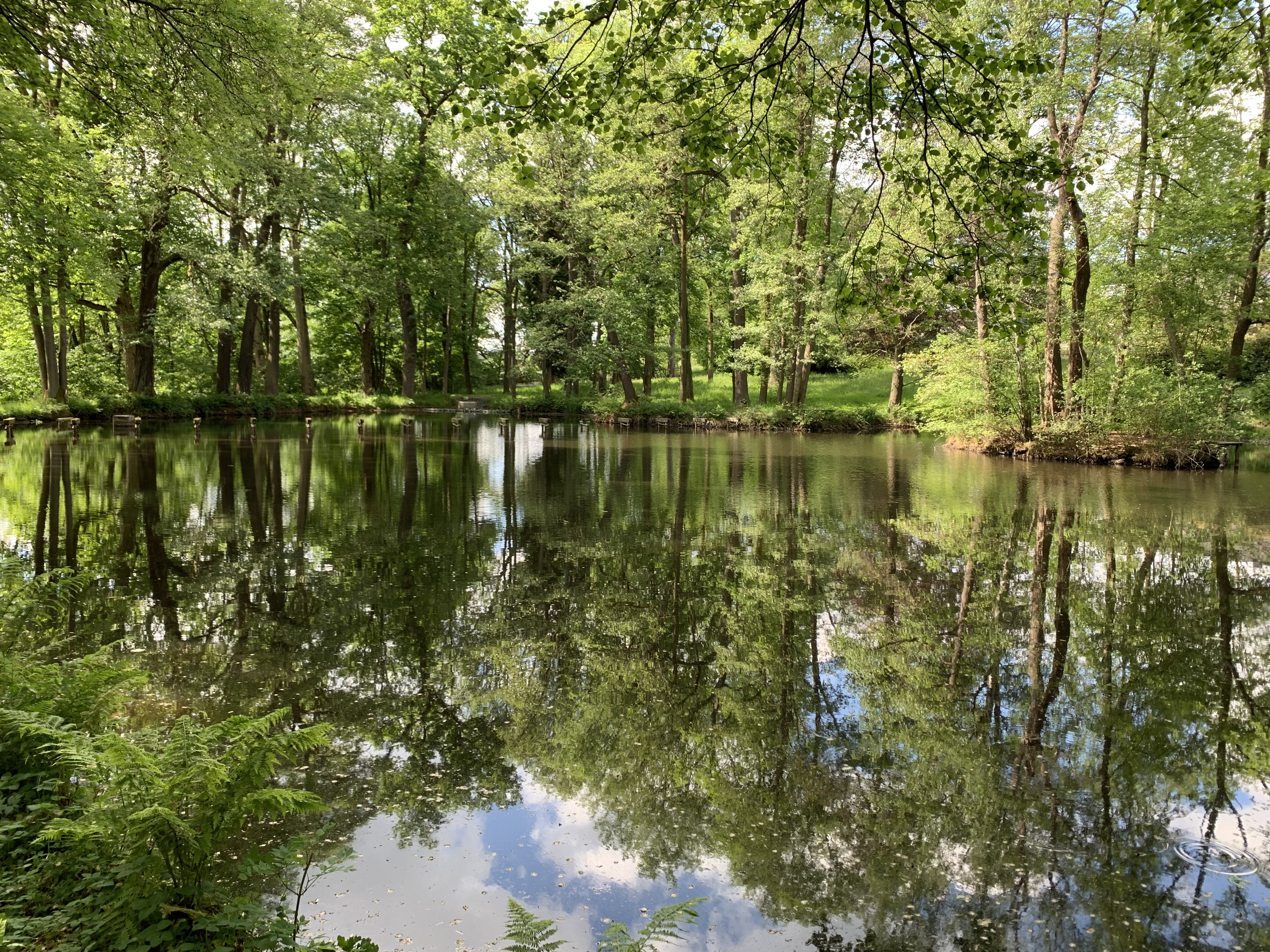 Im Teich spiegelt sich der Wald. Alles komplett grün im Übergang vom Frühling zum Sommer.