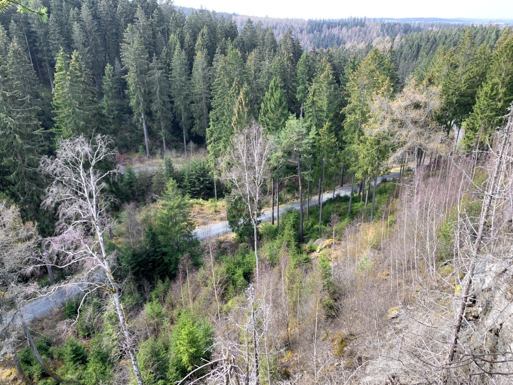Wald mit Waldweg von einem Felsen aus betrachtet.