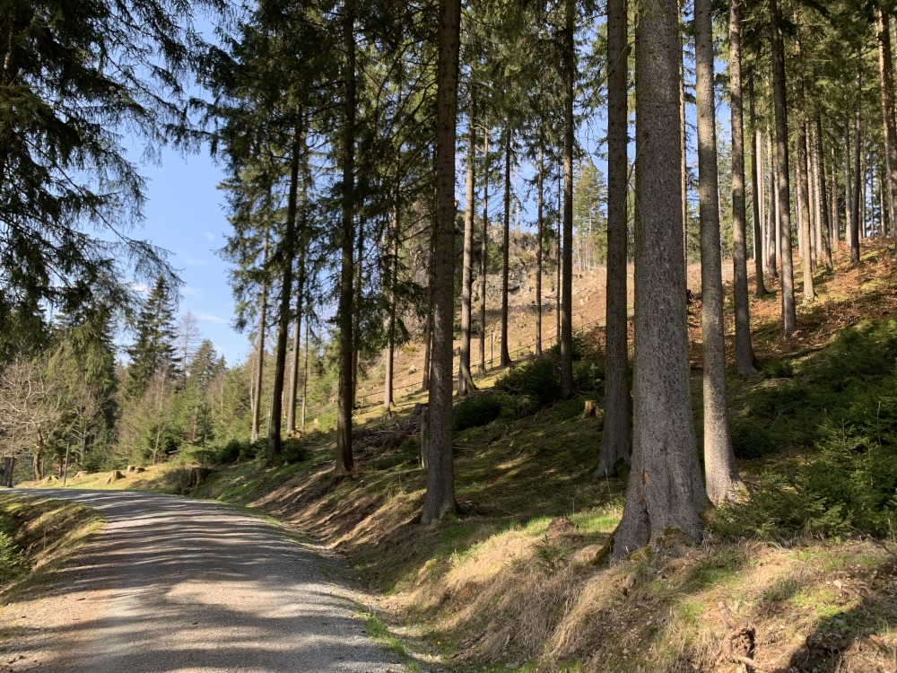 Nach links abknickender Waldweg im Wald. Rechts scheint ein Felsen durch die Bume.