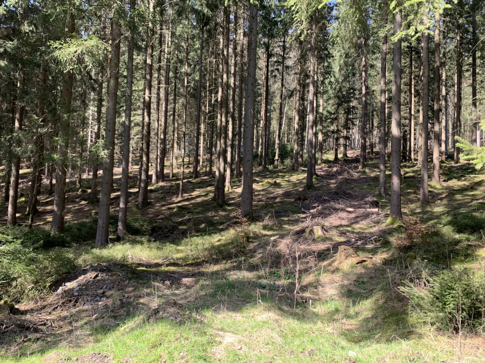 Wald: Zahlreiche Bume auf Waldboden.