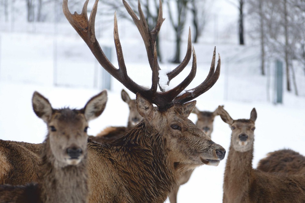 Rothirsche mit Geweih im Winter