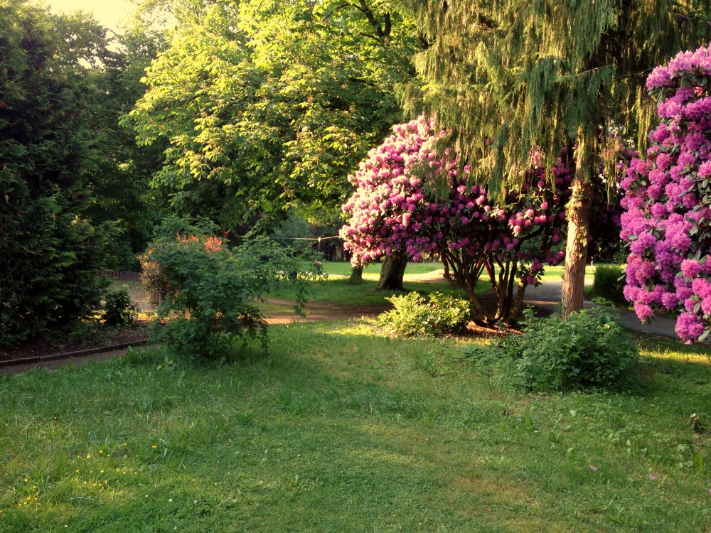 Bume und Wiese. Fliederfarbener Baum sticht hervor.