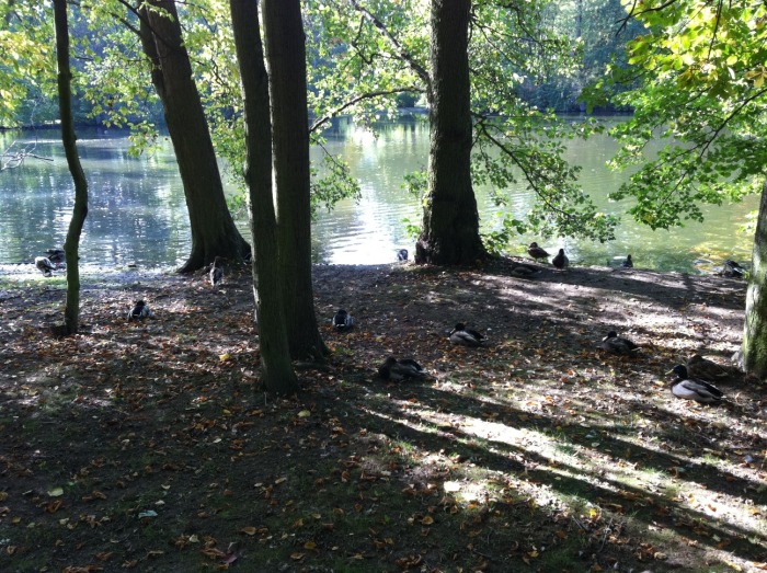 Enten am Ufer des Teiches