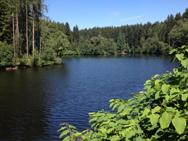 Stausee mitten im Wald, umsumt von Bumen