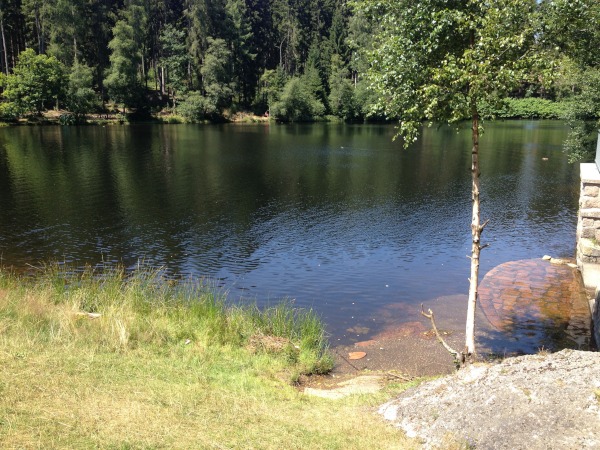 Teich mitten im Wald