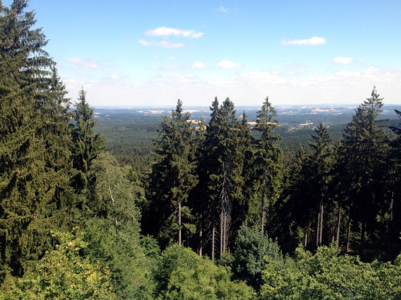 Einzelne Bumen ragen vor anderen in der Fernsicht nach oben