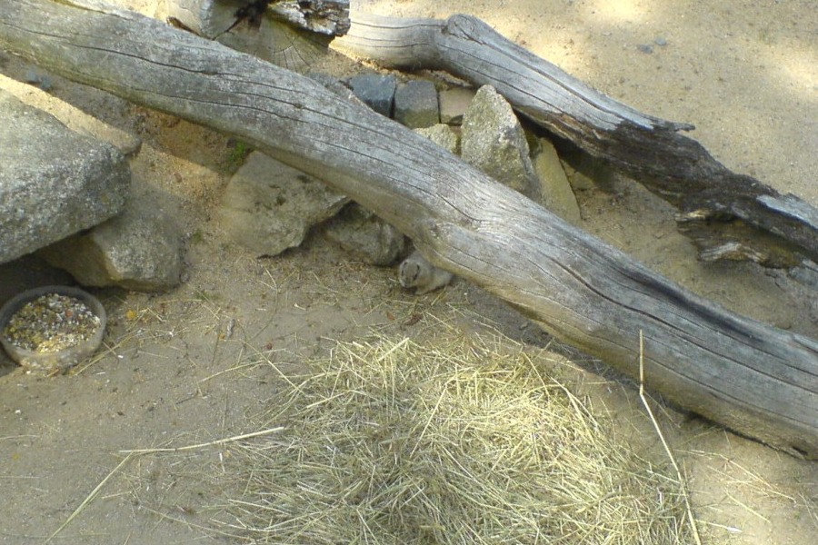 Ein kleines Tier lugt unter dem Holzstamm hervor