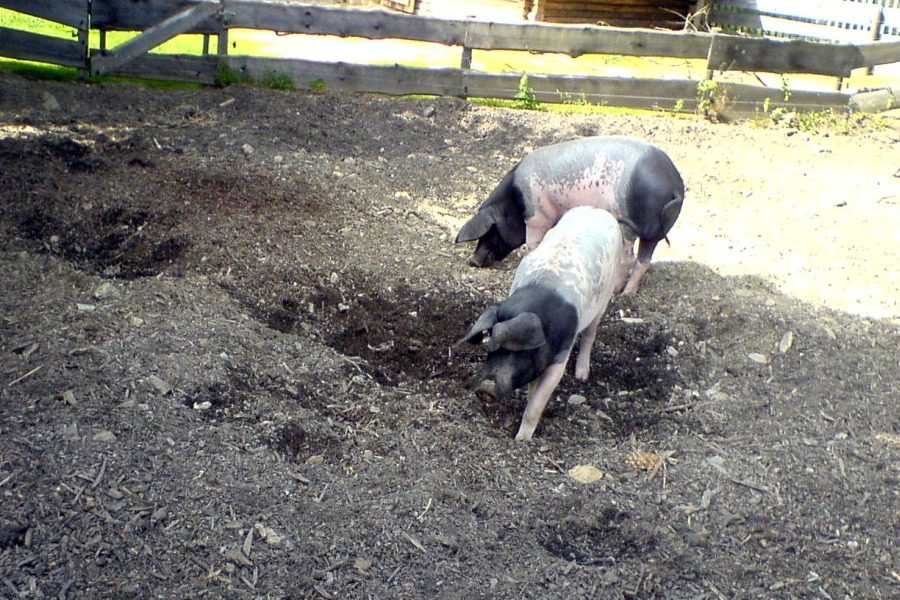 Zwei Schweine im Dreck