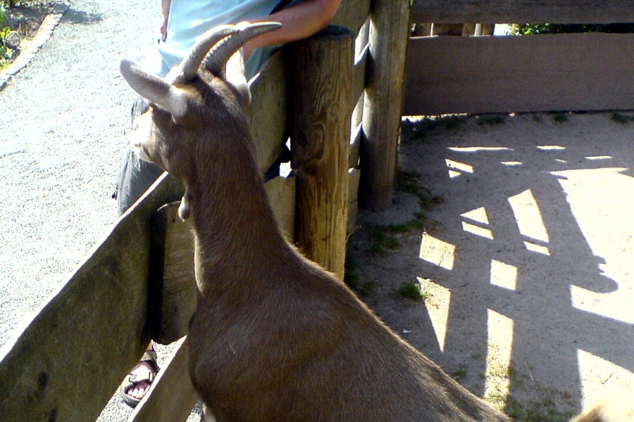 Ziegenbock am Gelnder