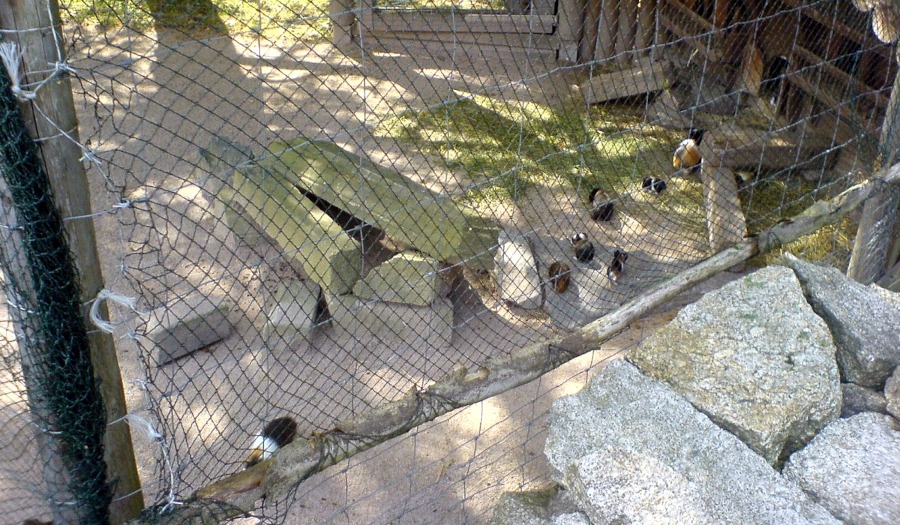 Viele niedliche Meerschweinchen