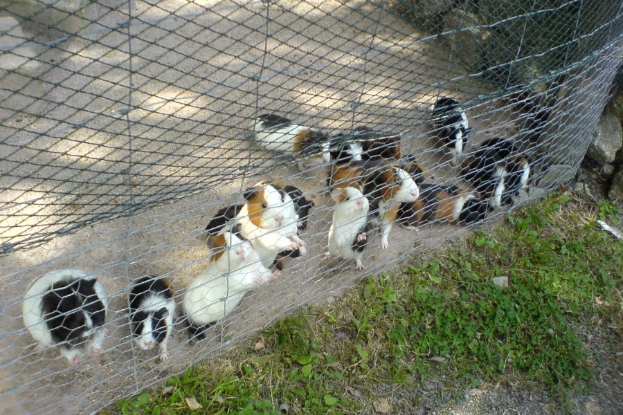 Die Meerschweinchen haben die Besucher entdeckt