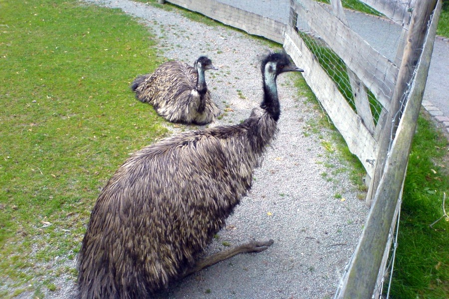 Blöd dreinschauende Emus