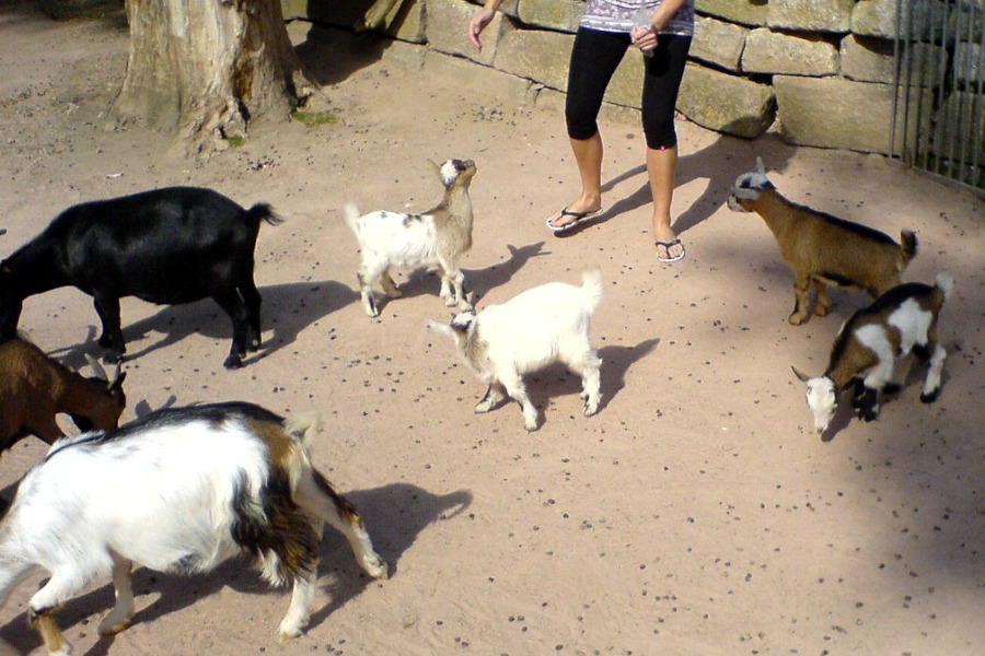 Groe und kleine Ziegen im Streichelzoo