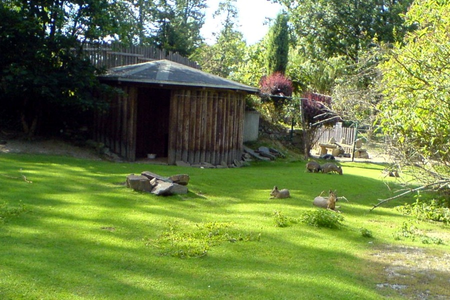 Rehe auf der Wiese