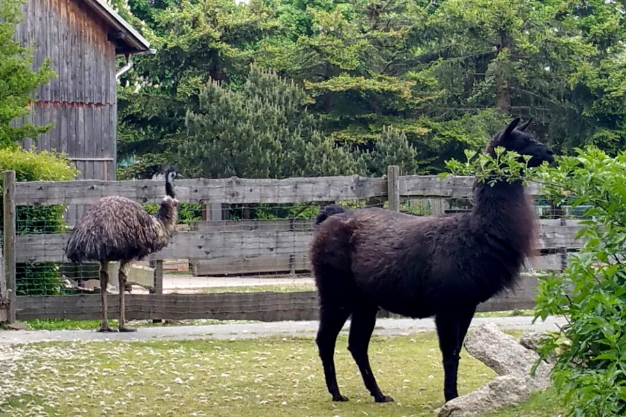 Emu (links) und Lama (rechts)