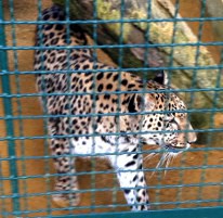 Leopard