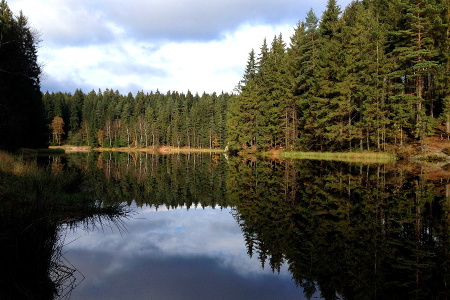 Bume spiegeln sich im Wasser