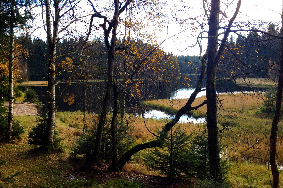 Blick durch Bäume auf den Teich