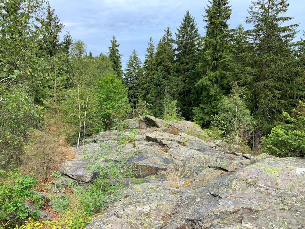 Felsgestein im Wald